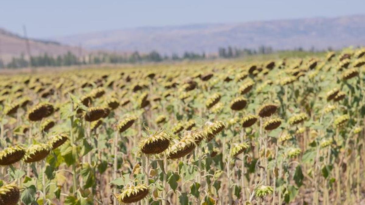 Ceylanpınar tarım işletmesinde ayçiçeği hasadı başladı