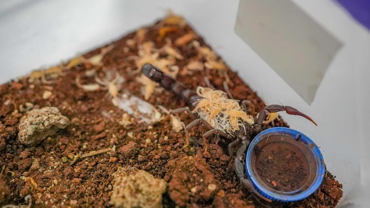 Diyarbakırlı girişimciden yüksek katma değerli ürün: Akrep zehri ihracatı başlıyor