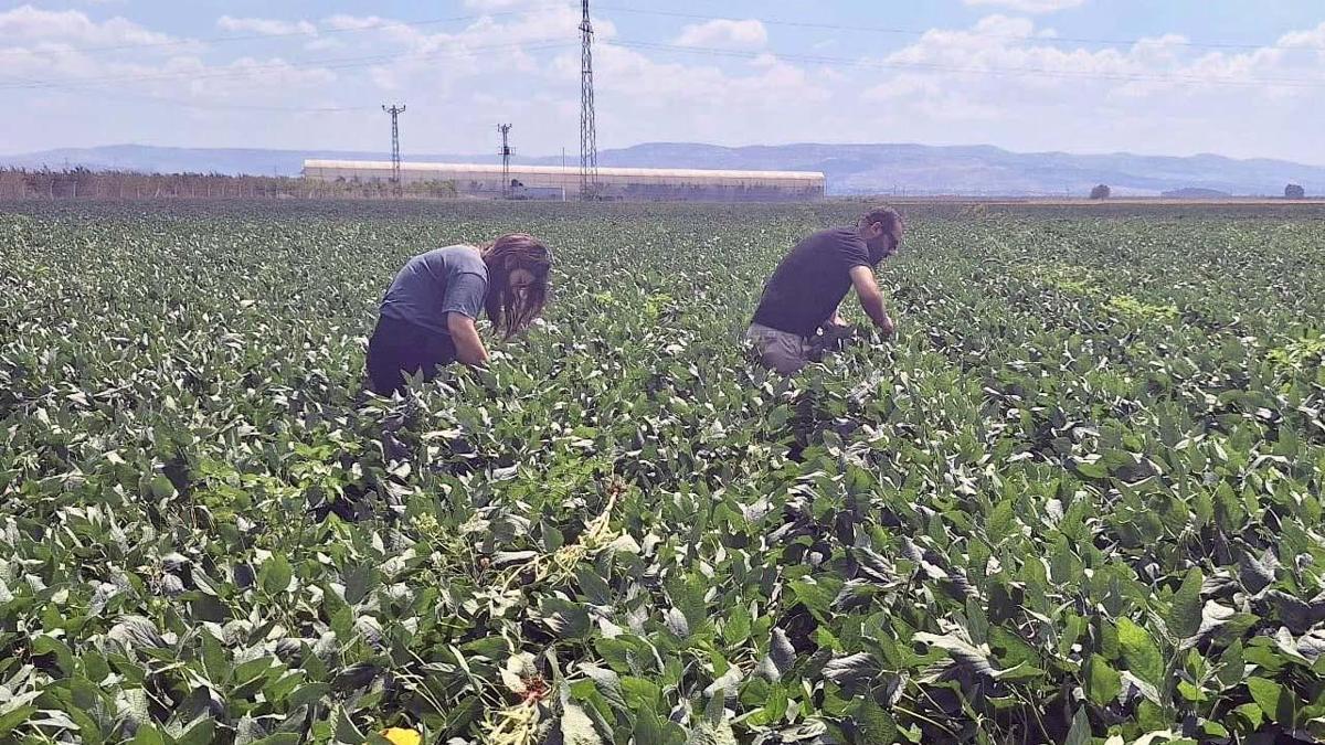 Reyhanlı'da pamuk ve soya ekili alanlarda denetim