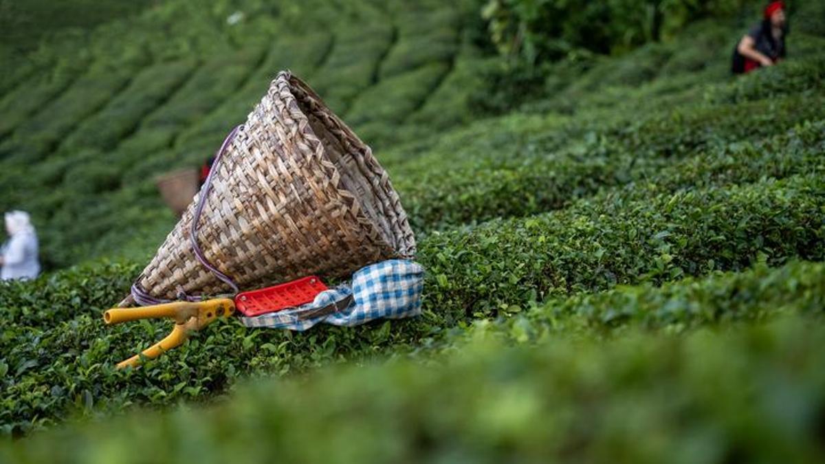 ÇAYKURdan üçüncü sürgün yaş ay alımları hakkında açıklama