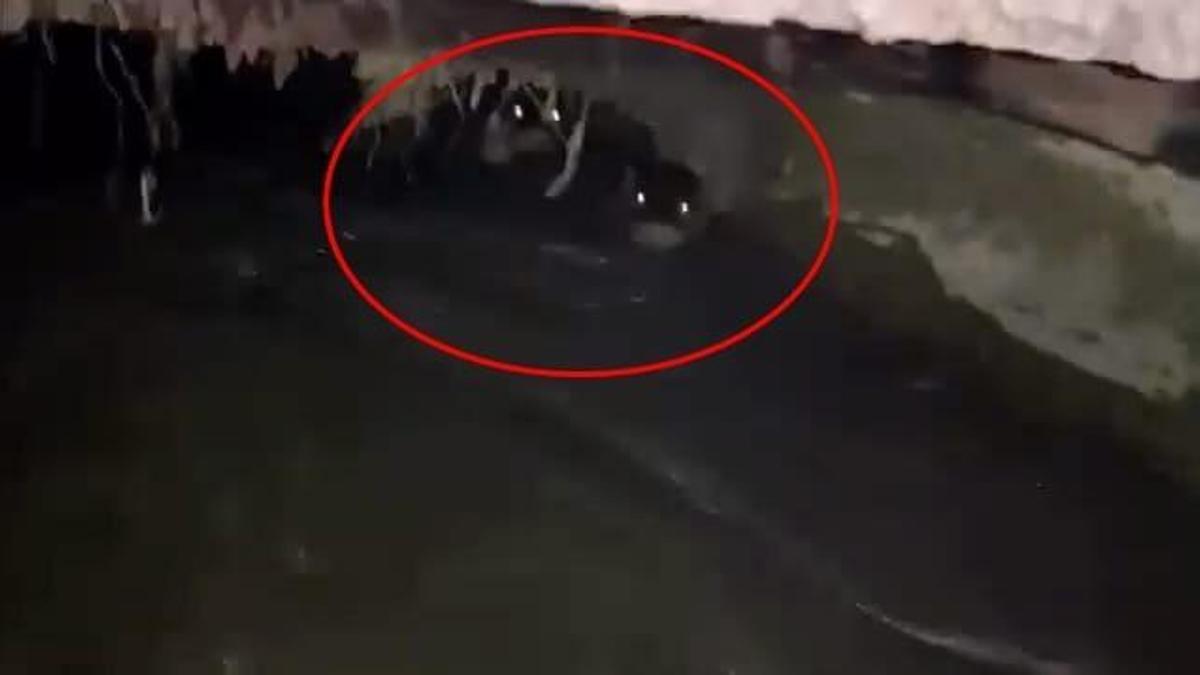 Su kanalındaki su samurları kamerada