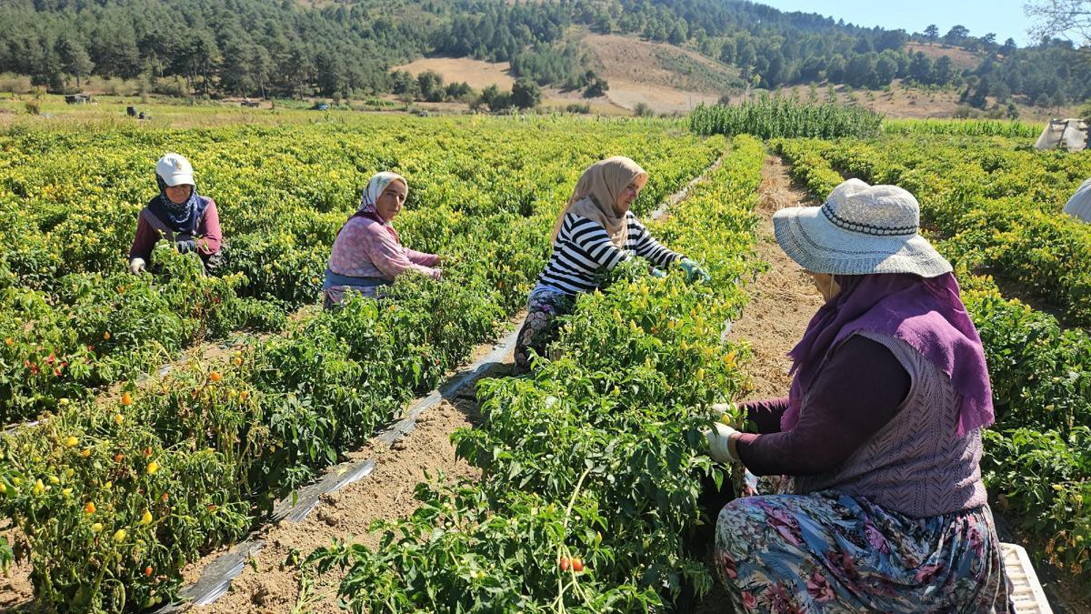 Sındırgıda biberiye hasadı başladı, fiyatlar üreticiyi sevindirdi