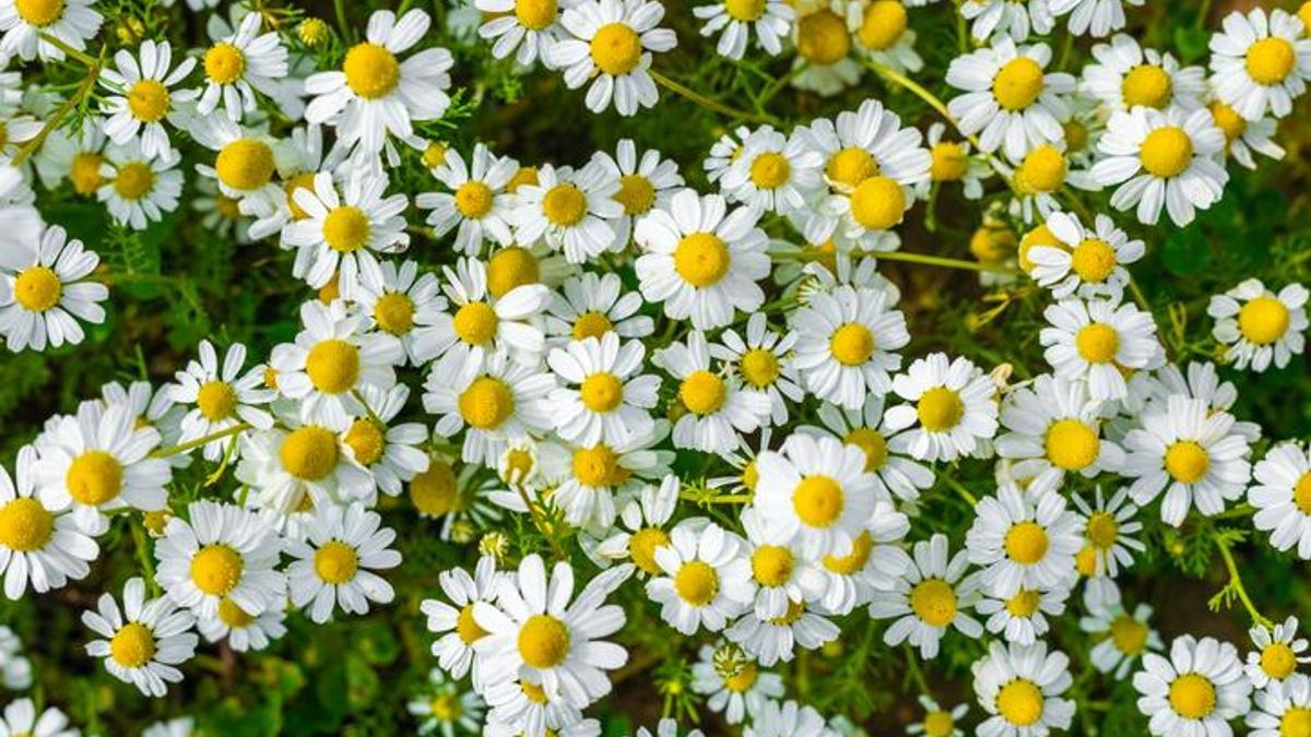 Papatya İle İlgili Sözler... Papatyalar Hakkında Söylenmiş En Güzel Cümleler...