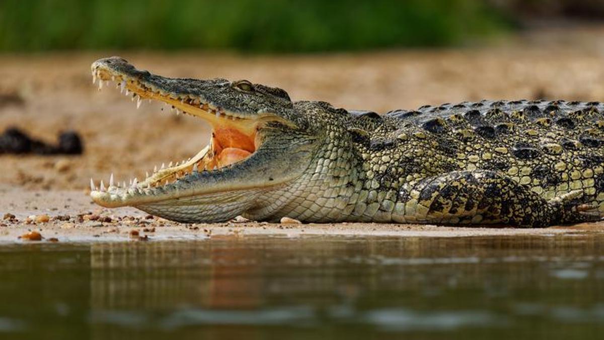 Hindistan'da dehşet! Timsahın nehre sürüklediği 15…