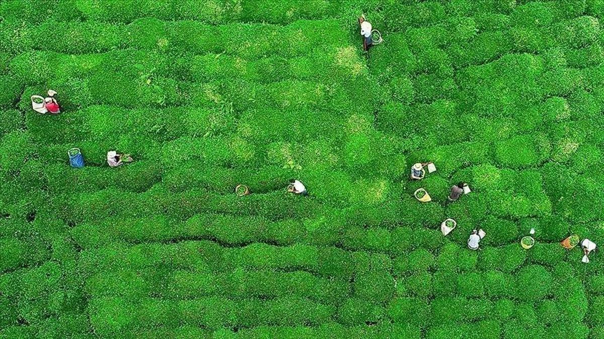 ÇAYKUR su verimliliği belgesi için hazırlıklara başladı