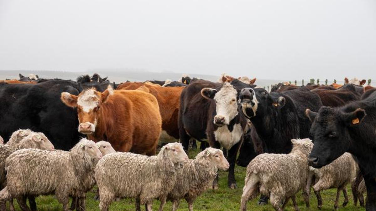 Türkiyede hayvansal üretimde artış... Büyükbaş ve küçükbaş hayvan sayısı yükseldi