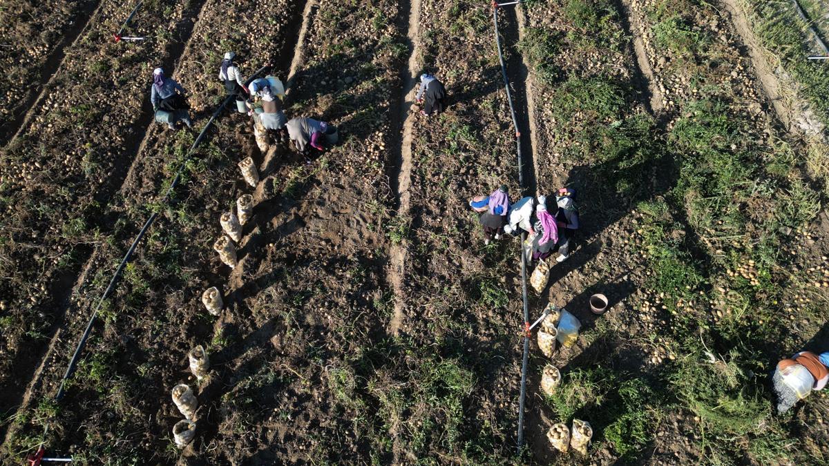 Kayseri'de hasat edilen patatesler yurt dışına ihraç ediliyor
