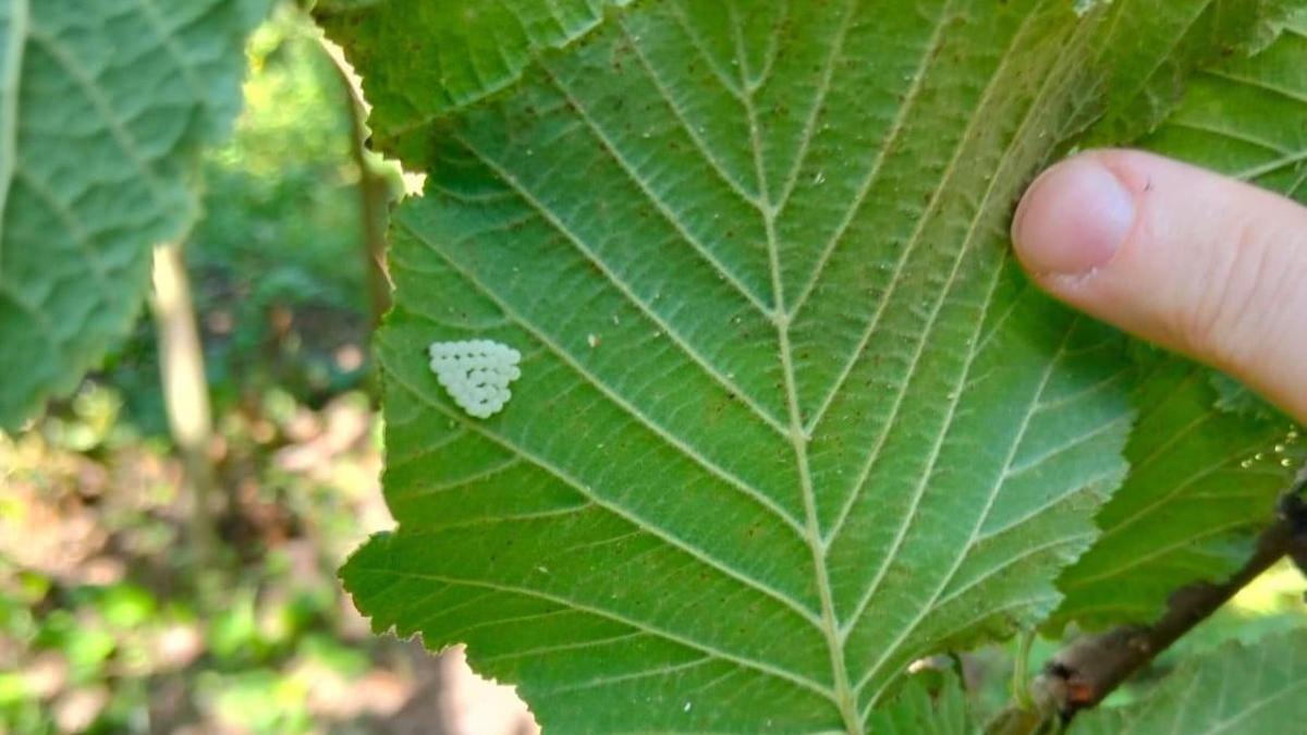 Samsun'da 1 milyonun üzerinde samuray arısı doğaya salındı