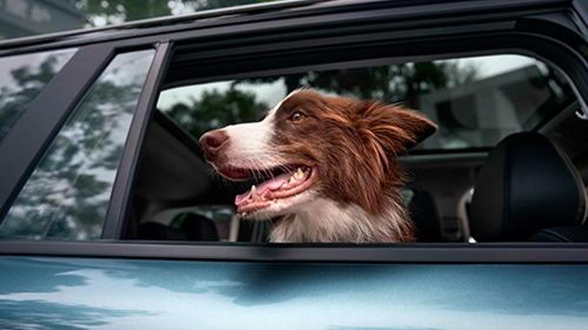 JAECOO'dan evcil hayvana özel kabin