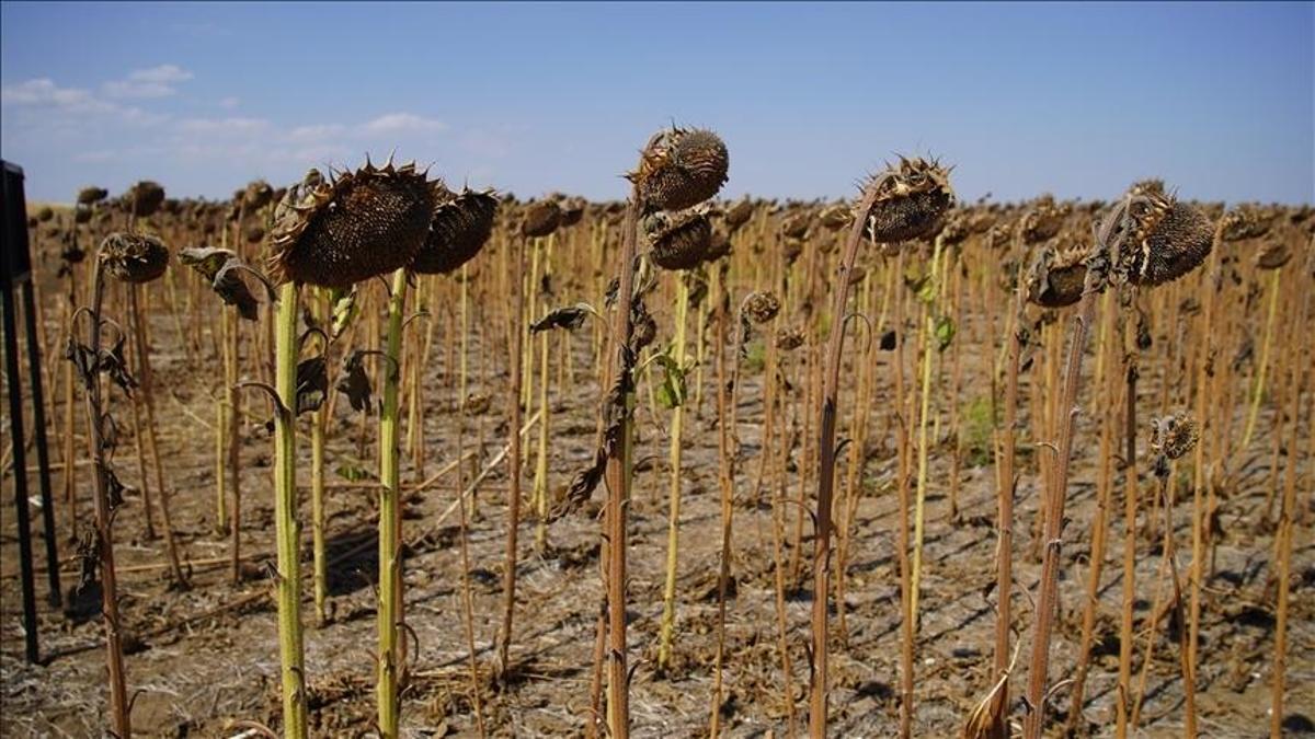 Edirne’de kuraklık ayçiçeği verimini düşürdü