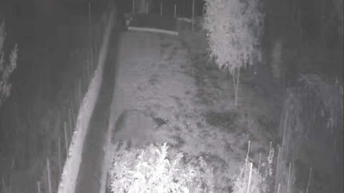 Bahçeye giren bozayı tellere zarar verdi