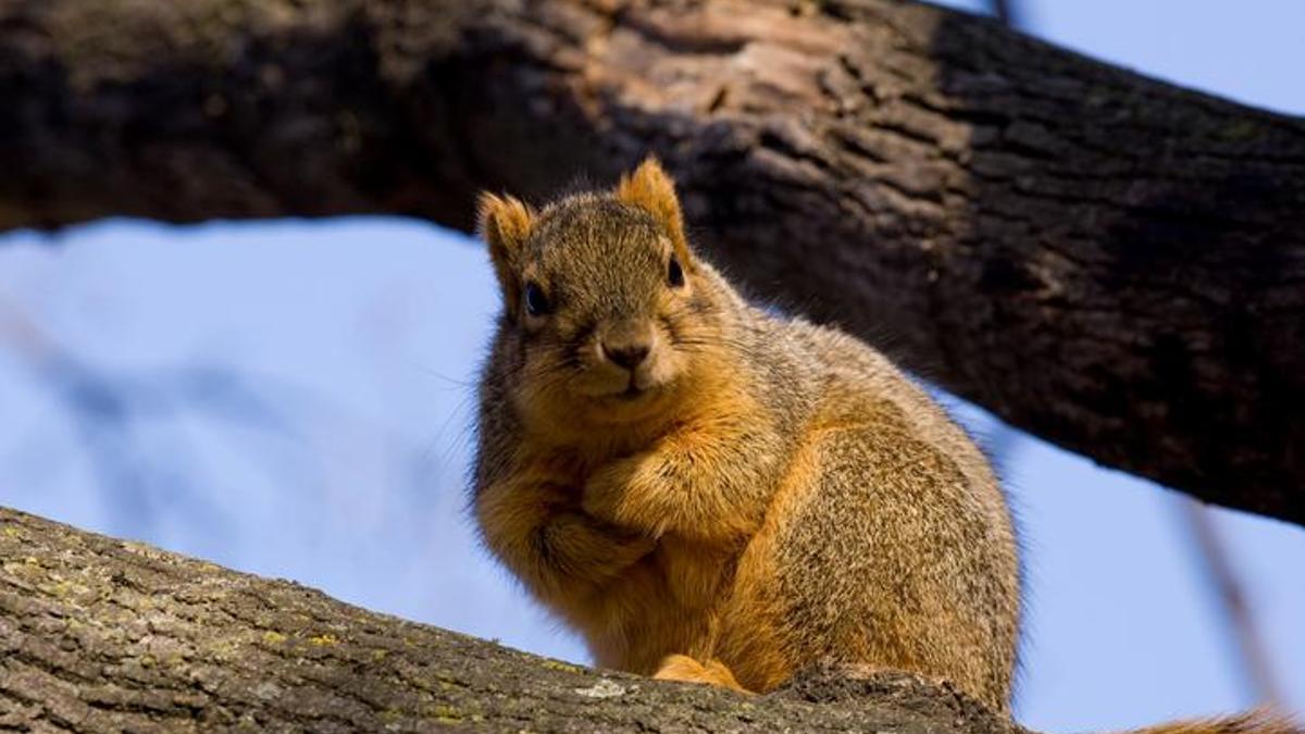 Bir mahalleyi karıştıran sincap! Şaka değil
