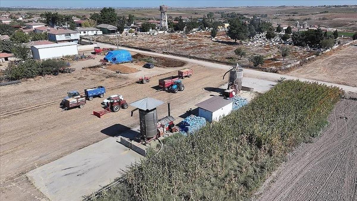 Edirne’de çeltik hasadı sonrası kurutma mesaisi başladı