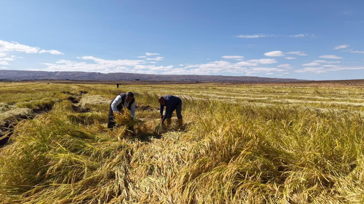 İstanbuldan memleketlerine dönüp Karacadağ eteklerinde pirinç üretimine başladılar