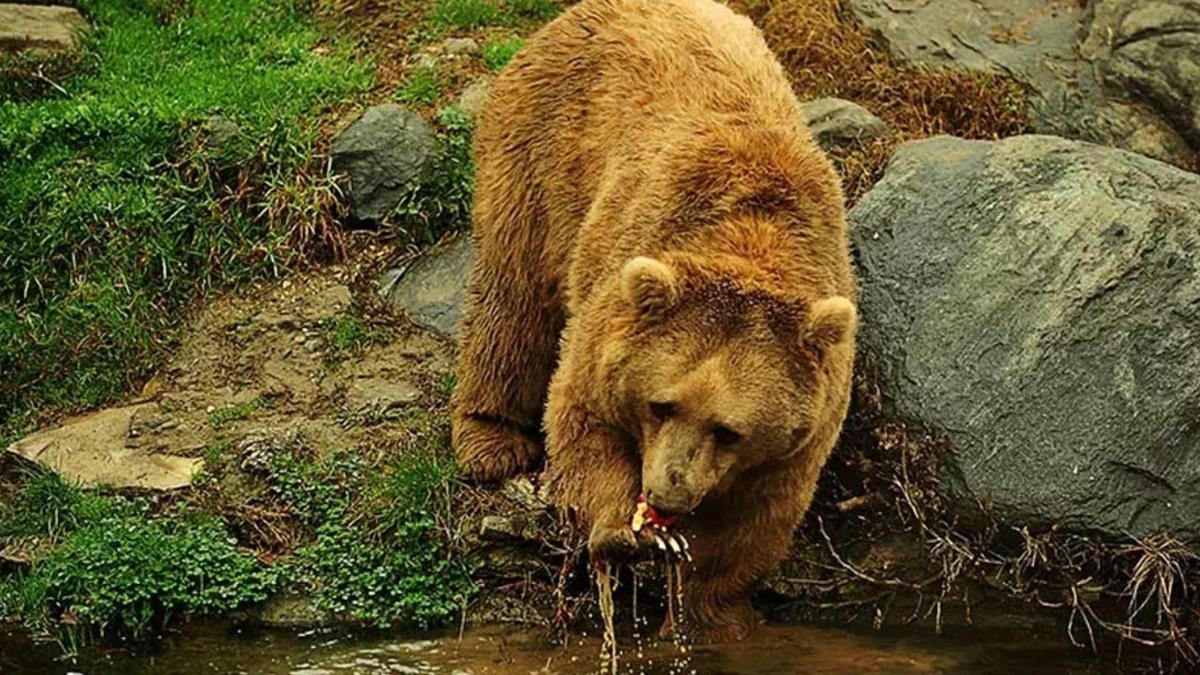 Profesörden popülasyonu 5 kat artan ayılar için kontrollü avlanma önerisi