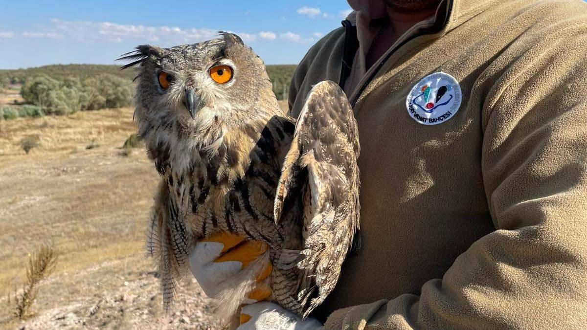 Yaralı puhu kuşu tedavisinin ardından doğaya salındı