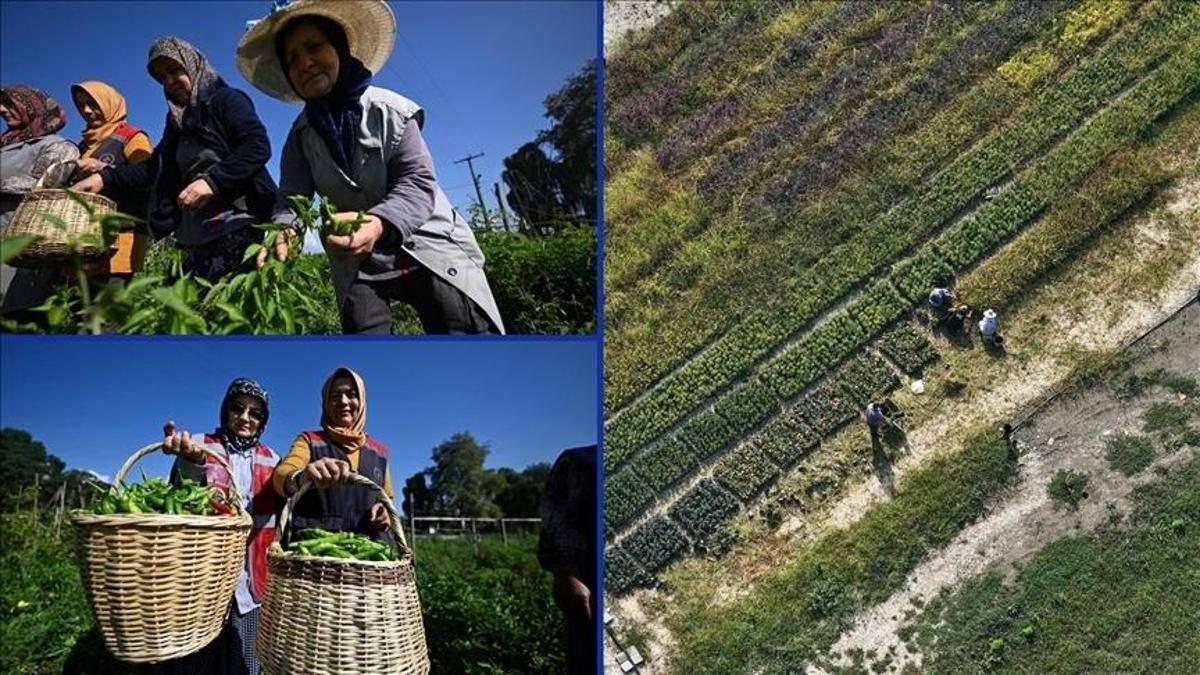 Düzce’de tarım akademisiyle kadınlar ve gençler üretime katıldı