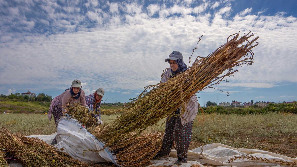 Manavgat Altın Susamı hasatla parlıyor
