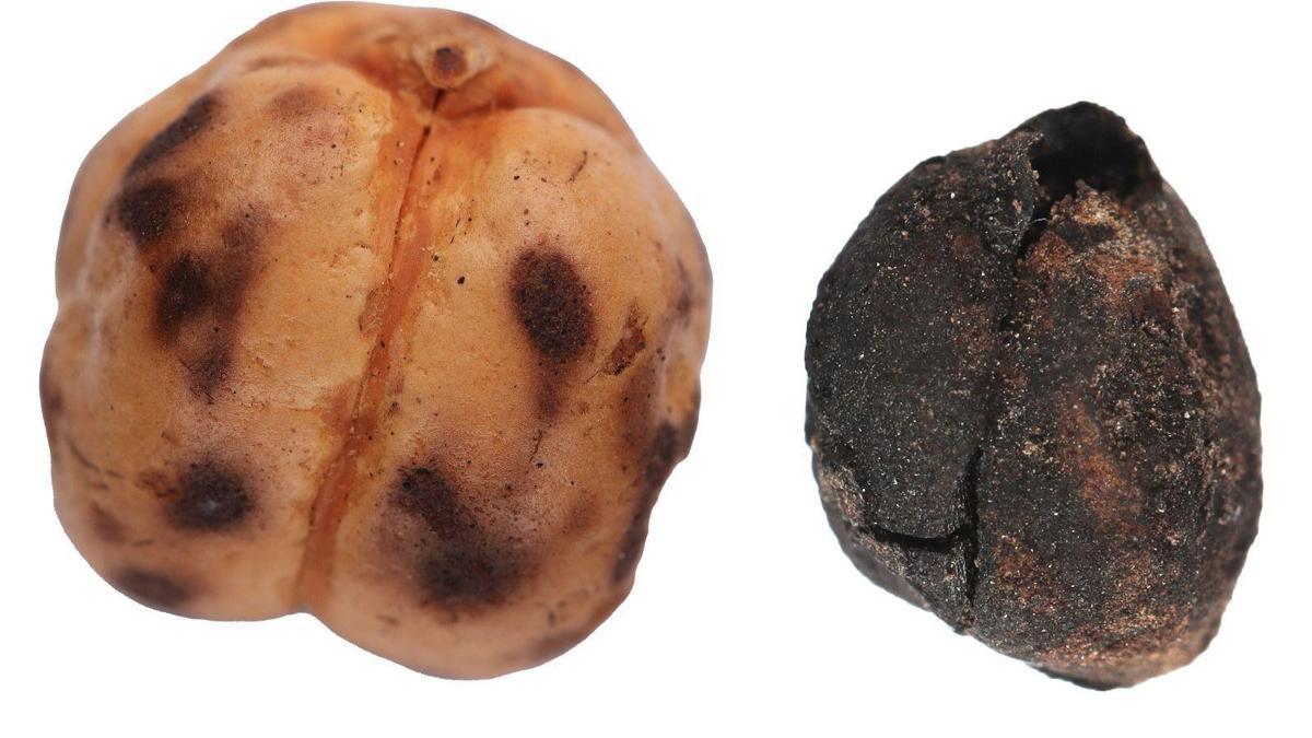 Bakan Ersoy: Anadolu Sofralarının Kökenine Işık Tutuyoruz