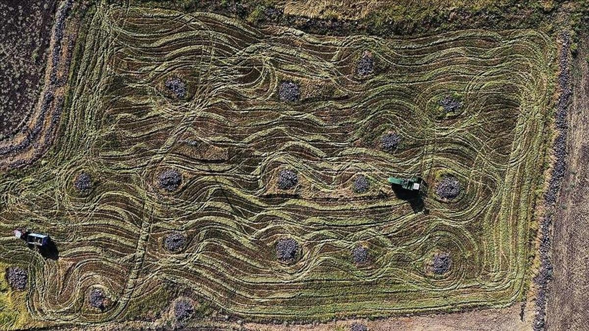 Karacadağ pirincinde üretim alanı devlet desteğiyle büyüyor