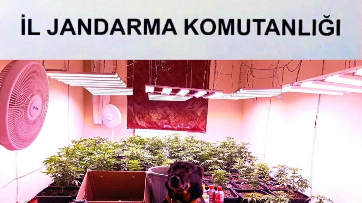 Kırıkkale'de iklimlendirme ile kenevir yetiştirilen eve operasyon: 1 gözaltı