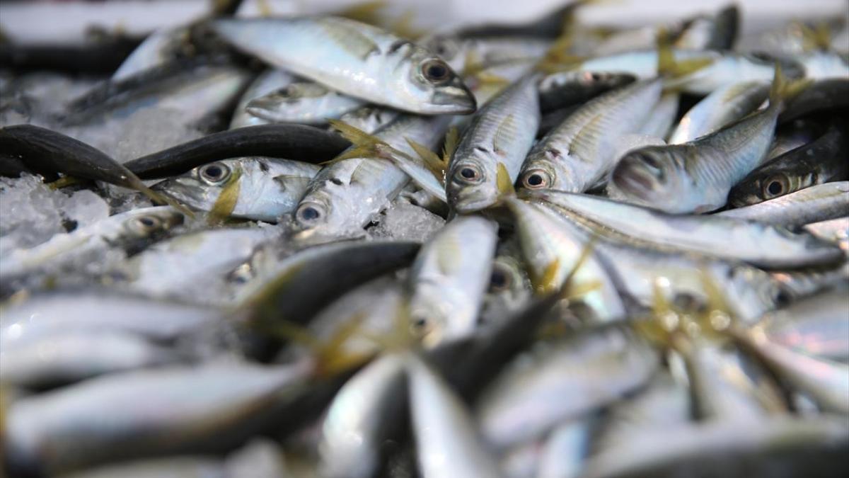 Balıkçıların yüzü istavritle gülüyor