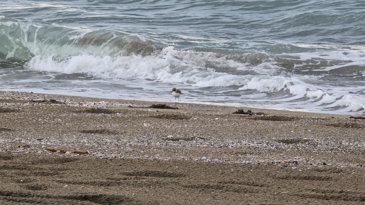 Akça cılıbıt sahilde beslenirken görüntülendi