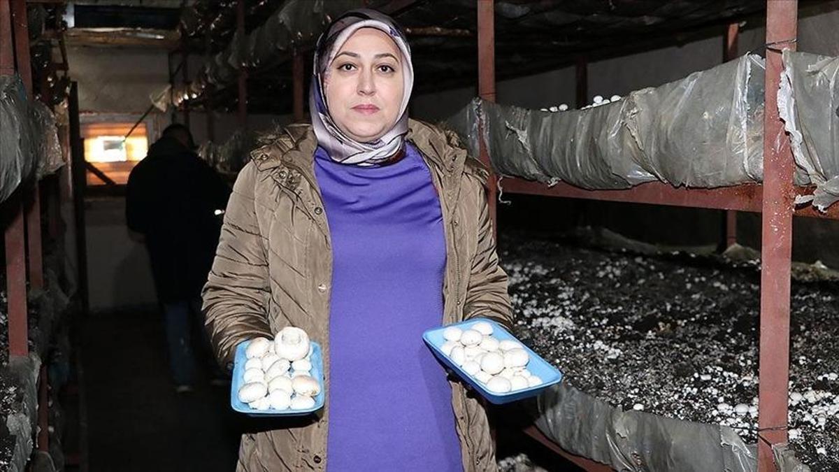 Ayonkarahisar’da ev hanımı yılda 40 ton istiridye mantarı üretiyor
