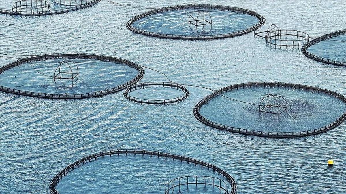 Muğla’dan 545 milyon dolarlık su ürünleri ihracatı