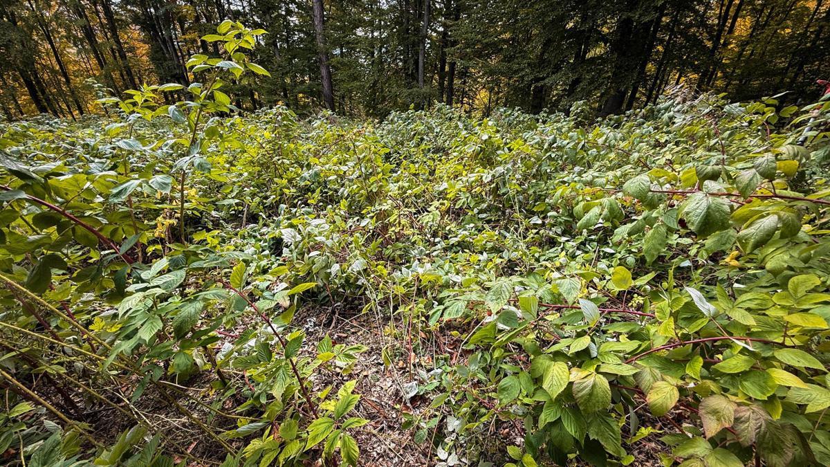 Kütahya'da ayılar ahududu bahçesine zarar verdi