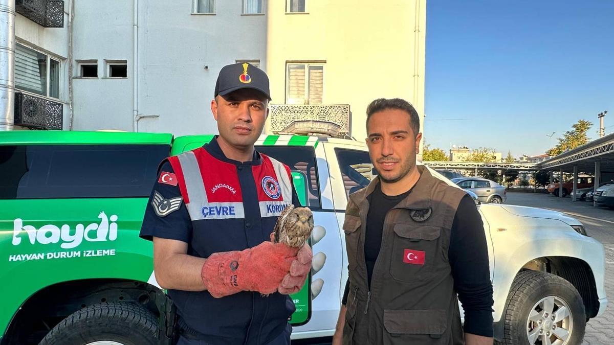 Kilis'te yaralı bulunan kerkenez kuşu koruma altına alındı