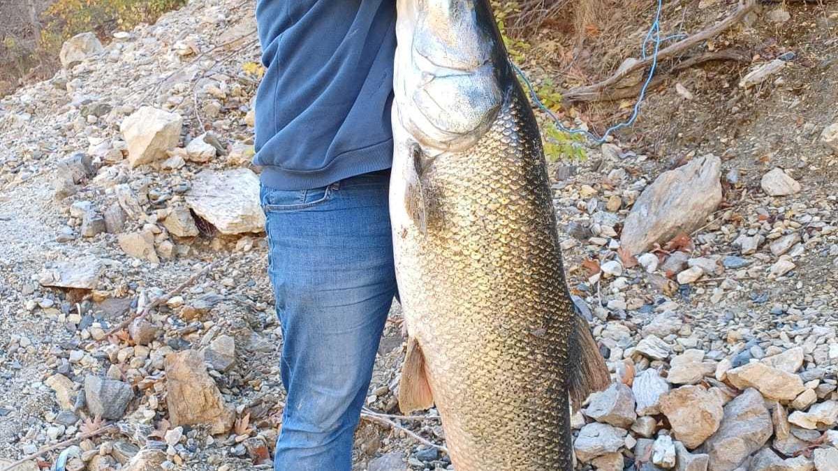 Malatya'da amatör balıkçının oltasına 32 kiloluk turna balığı takıldı