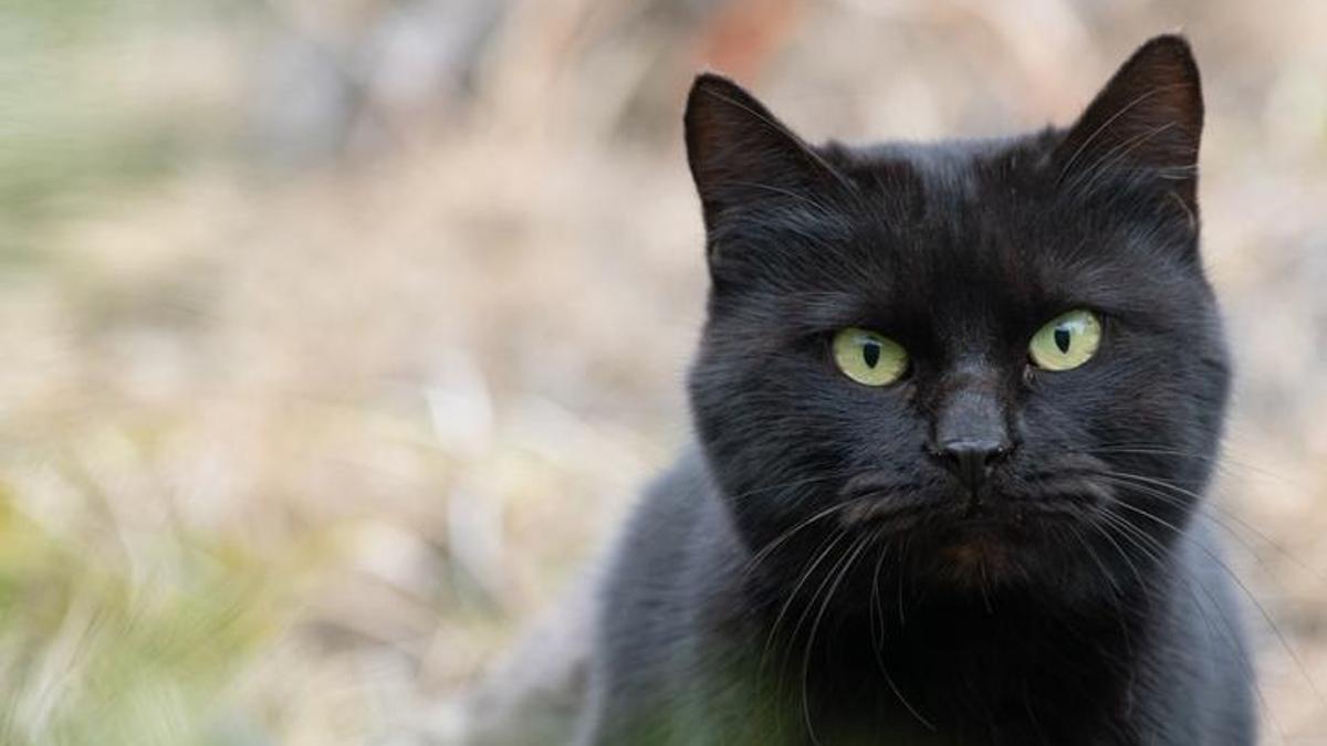 İspanya'daki Terrassa kasabasında Cadılar Bayramı için kara kedi yasağı: Sahiplendirme kısıtlaması
