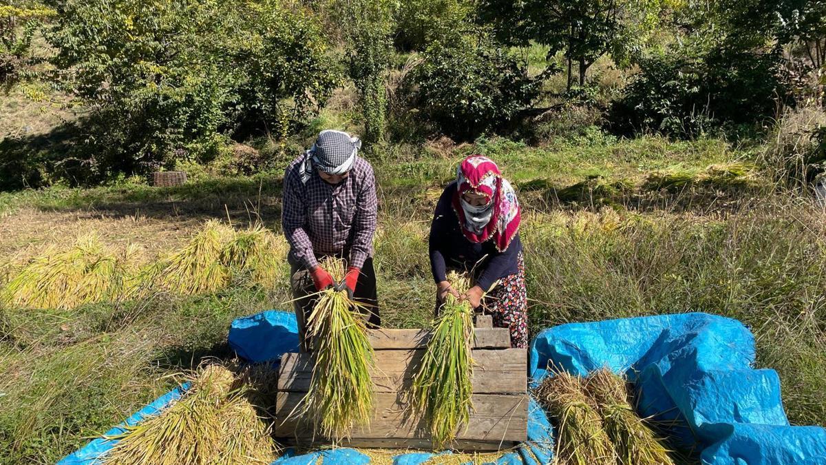 Artvin'de geleneksel yöntemlerle çeltik hasadı