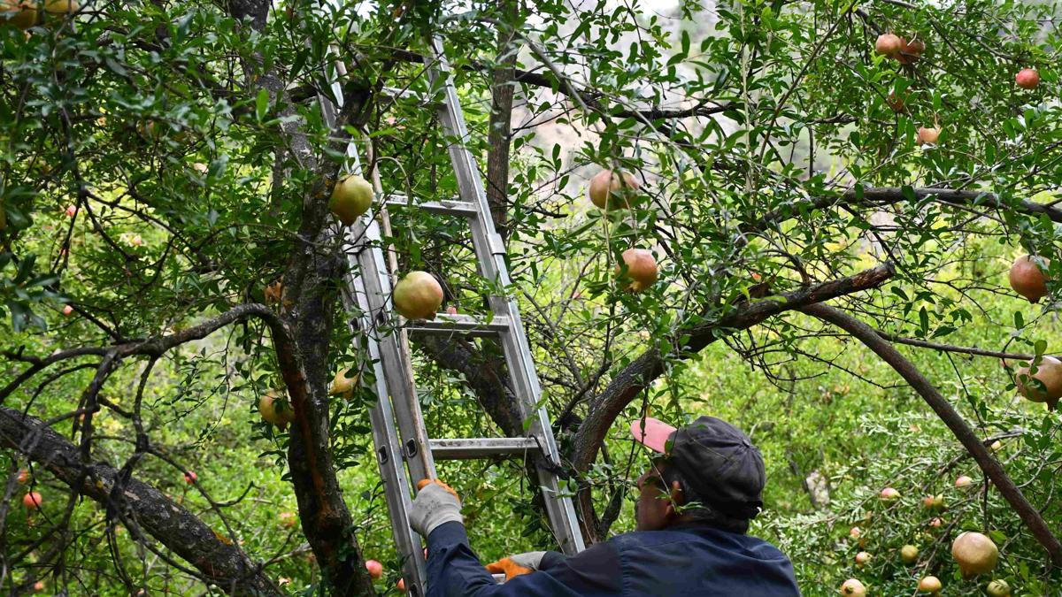 Bilecikte 4 kuşak deve dişi nar üretimi... Zirai d…