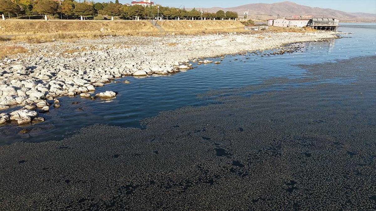 Van Gölü'nün kıyıya yakın bazı noktaları yosun bağladı