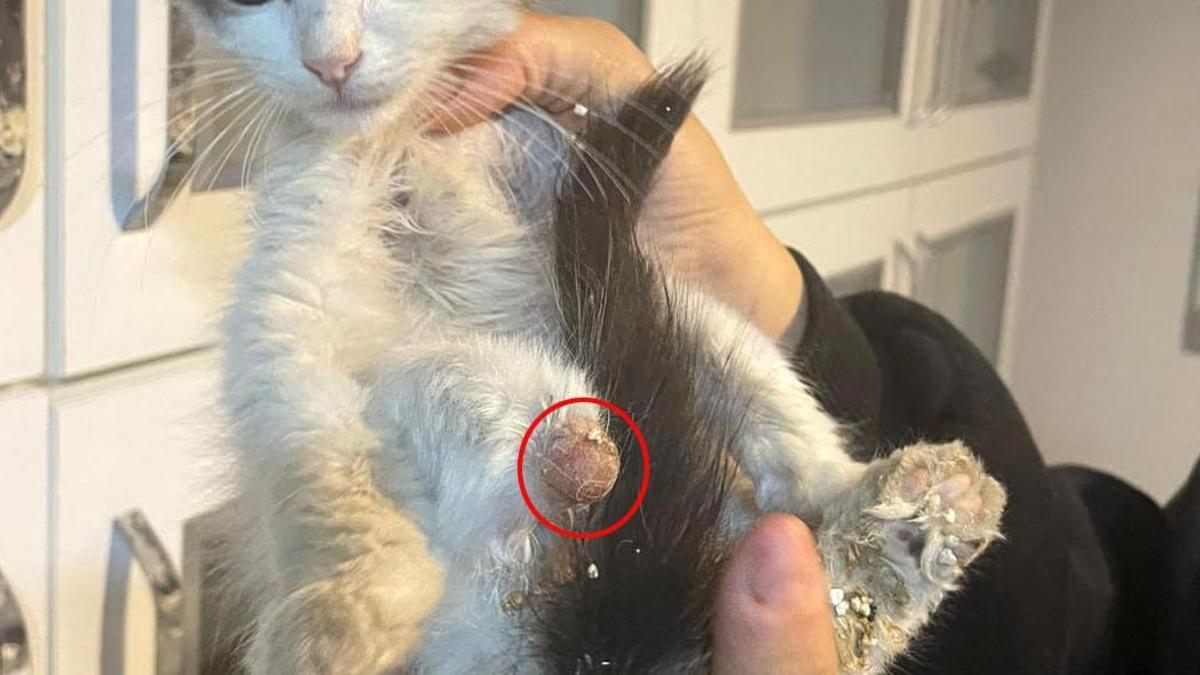 Isparta'da kan donduran olay! 'Bağlama büyüsü' için sokak hayvanlarının uzuvlarını kestiler