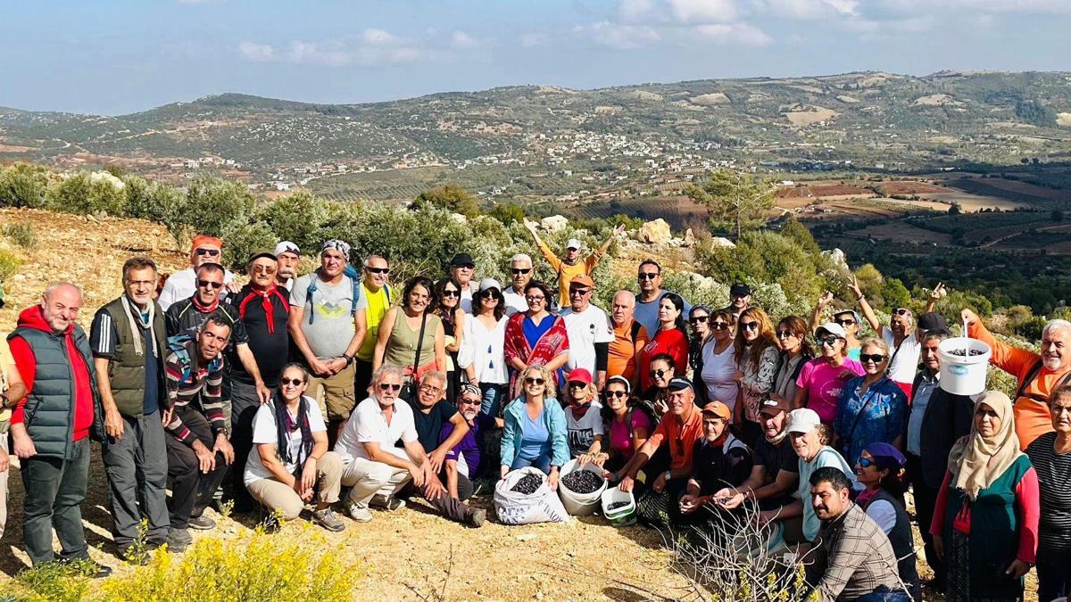 Yayladağında Zeytin Hasat Festivali