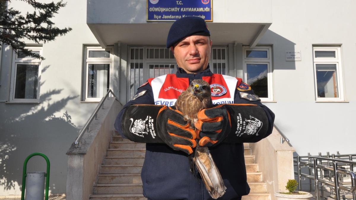 Amasya'da yaralı kızıl şahin korumaya alındı