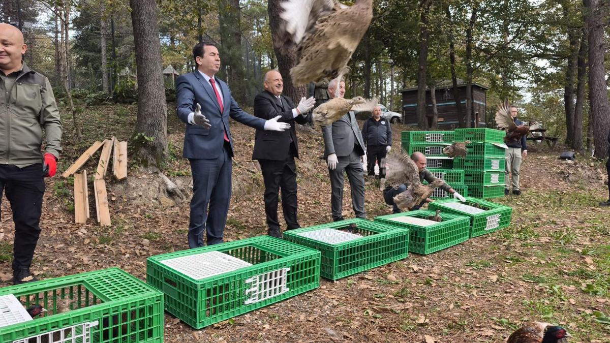 Orduda kahverengi kokarcayla mücadele için 200 sülün doğaya salındı