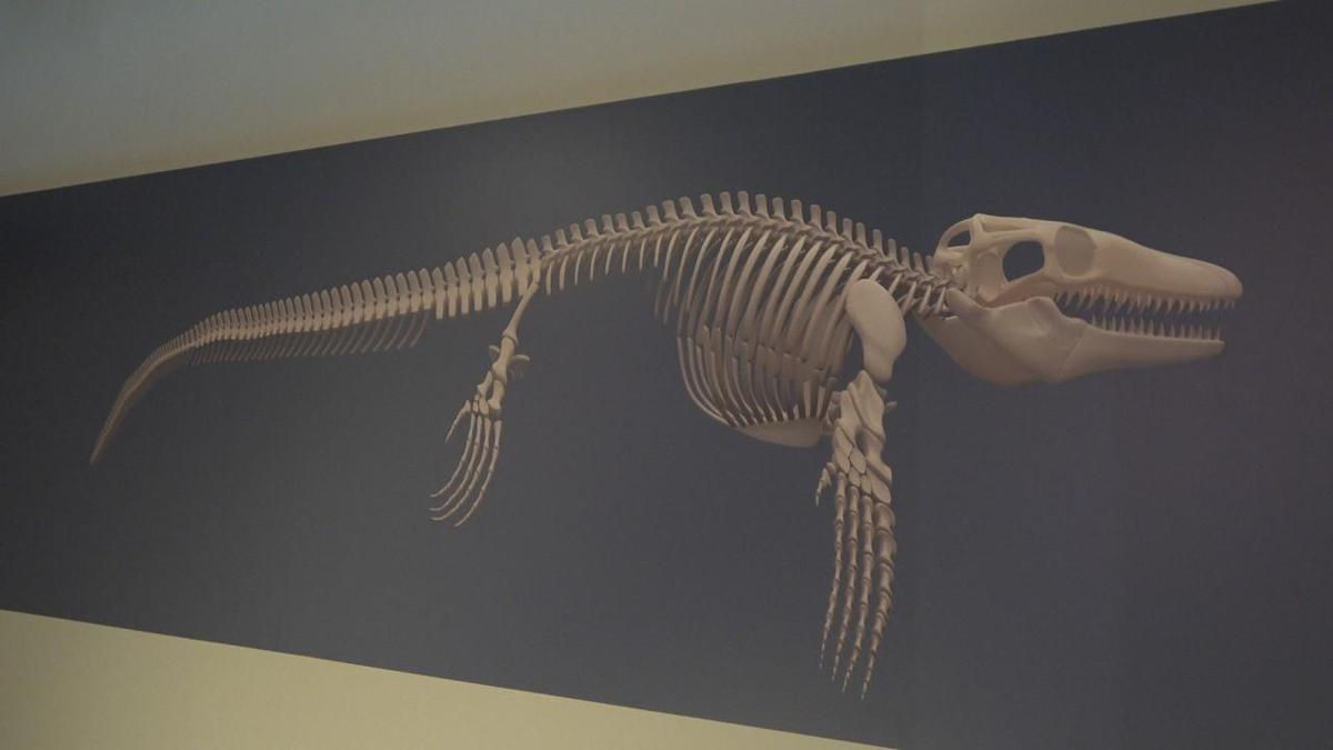 Dinozorların kuzeni Türkiyede ortaya çıktı! İşte 17 metrelik Mosasaurusun hikayesi