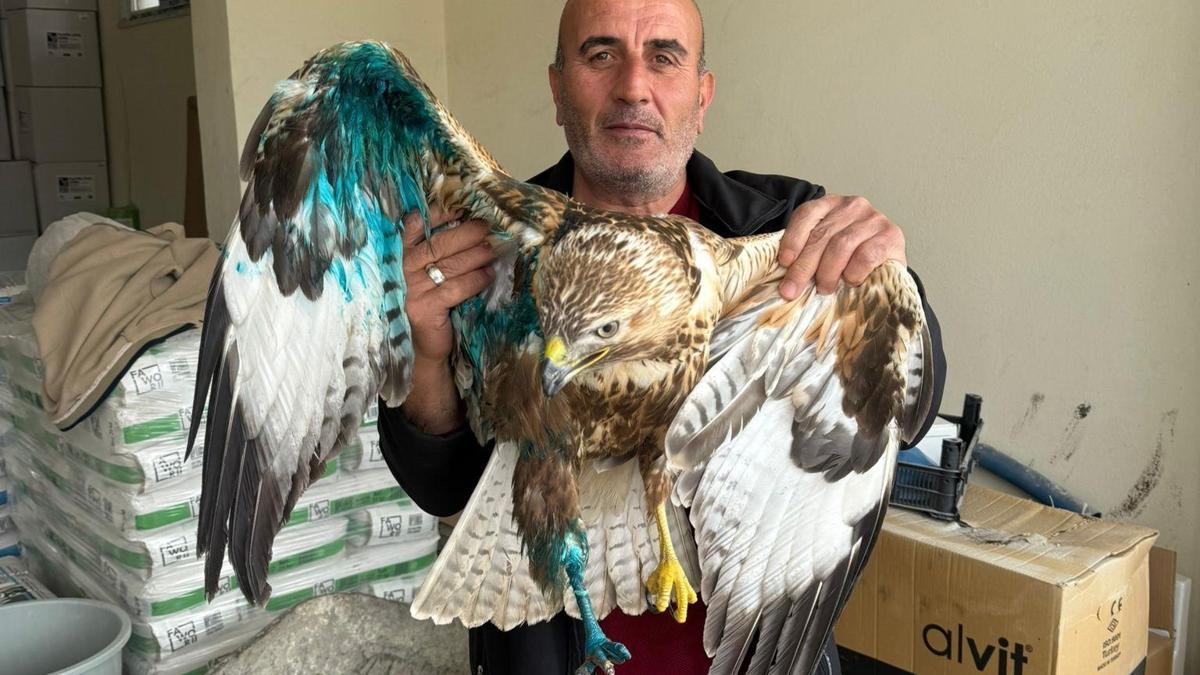 Sivas'ta yaralı halde bulunan şahin tedavi altına alındı