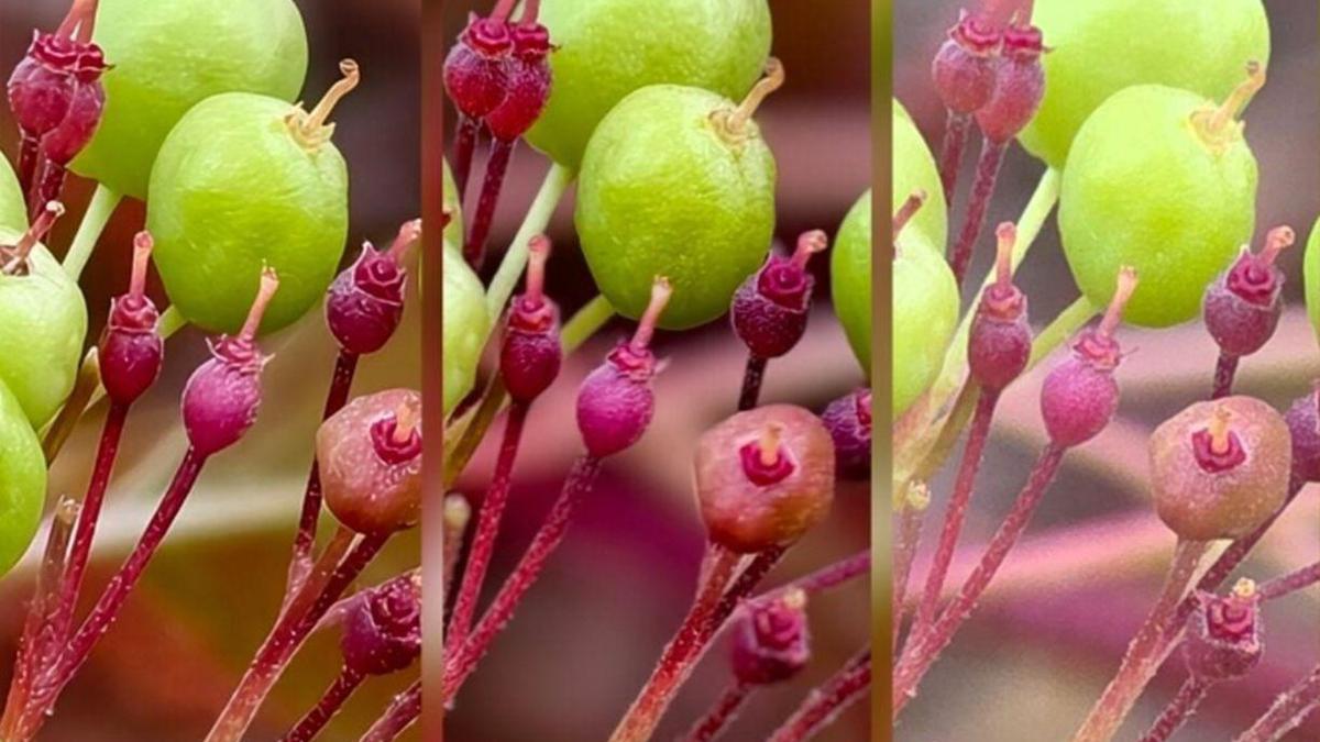 200 MP kamera testinde şaşırtan sonuçlar