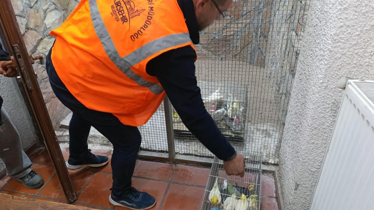 Kırşehir'de 66 yabani kuş ele geçirildi