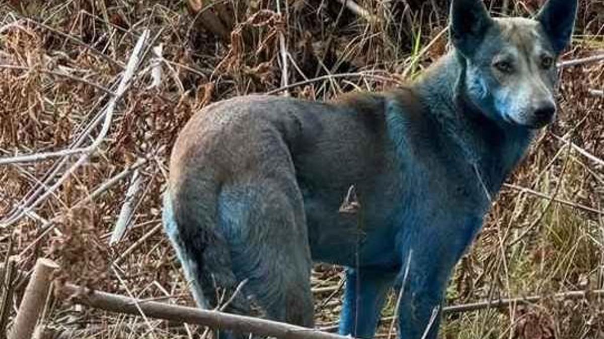 Çernobilde mavi köpek gizemi: Şaşırtan görüntüler