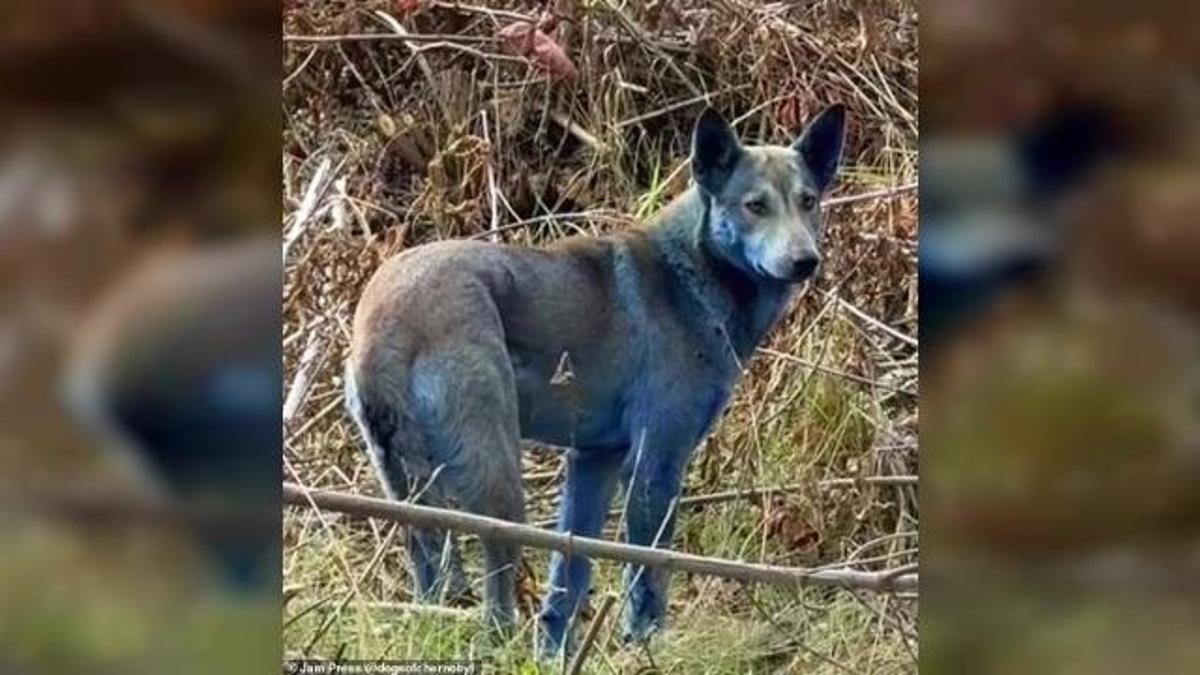 Çernobilde gizemli Mavi Köpekler