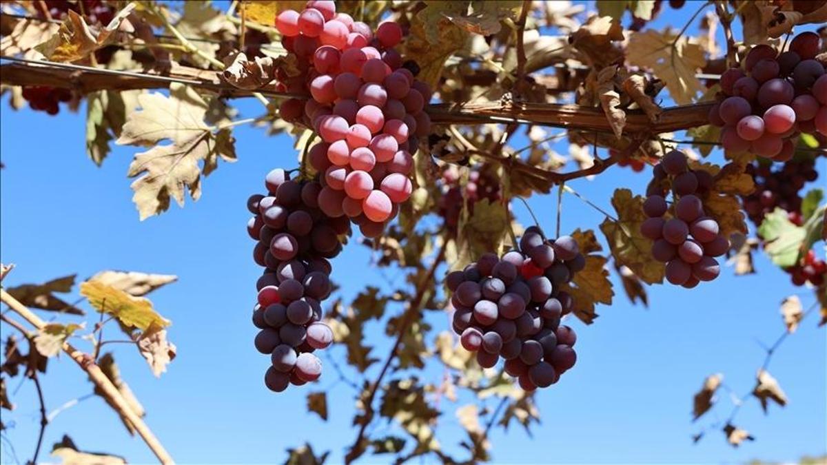 Mardin’de atıl araziler modern bağcılıkla tarıma kazandırılıyor