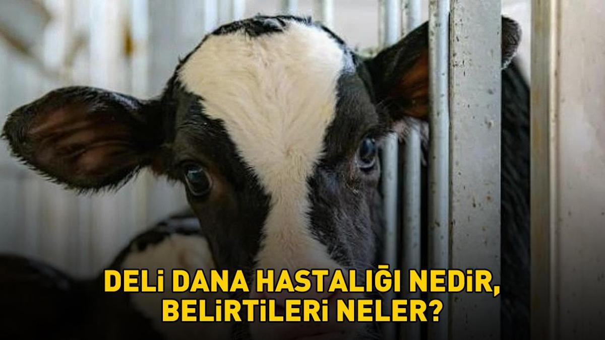Deli dana hastalığı nasıl bulaşır? Ankara’dan sonra Bolu’da da ortaya çıktı! Deli dana hastalığı nedir, belirtileri neler?