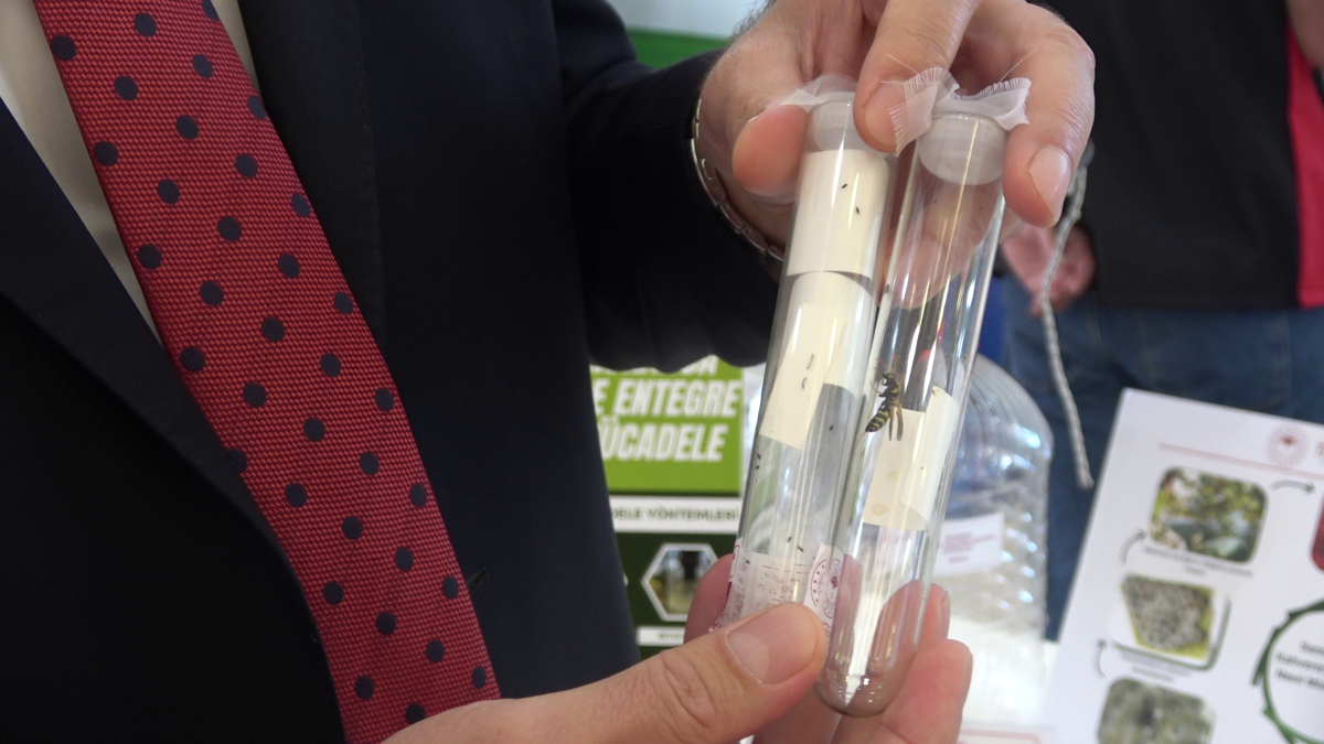 Samuray arısı, eşek arısı değil; kahverengi kokarc…