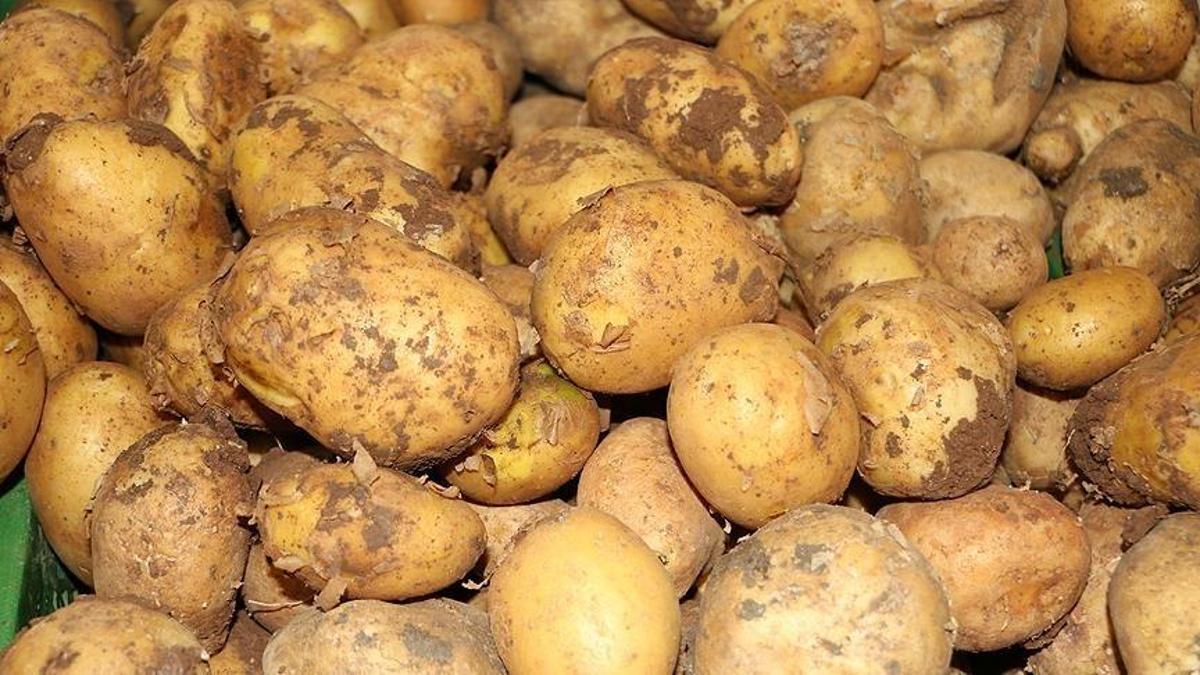 Ticaret Bakanlığından patates fiyatlarına yönelik …